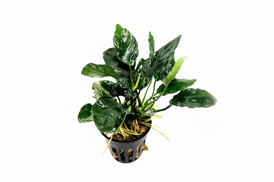 Anubias nana sp. Godzilla