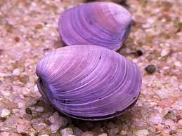 Violet Jewel Clam (Batissa Violacea)