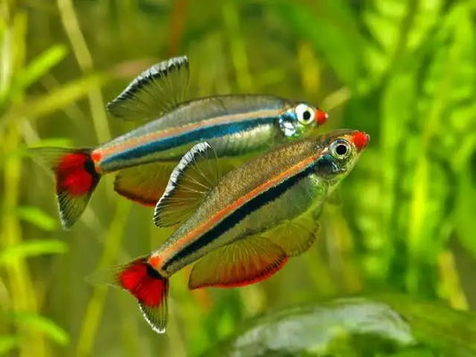 Vietnamese White Cloud Minnows (Tanichthys Micagemmae)