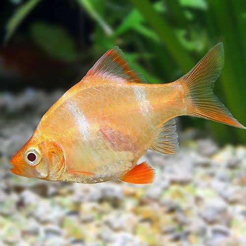 Albino Tiger Barb (Puntigrus Tetrazona)