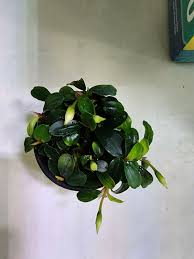 Bucephalandra apple leaf