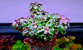 Lobelia Cardinalis