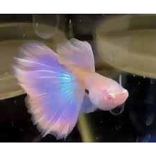 Gold pink guppy Pair
