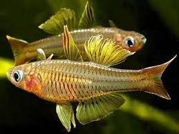 Ivantsoff blue eye rainbow fish - pseudomugil ivanstoffi