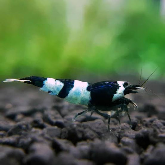 Black King Kong Panda Shrimp (Caridina cf. cantonensis)