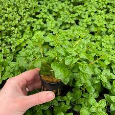Ludwigia palustris green