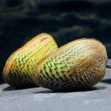 Green Crispata mussel - (Scabies crispata)