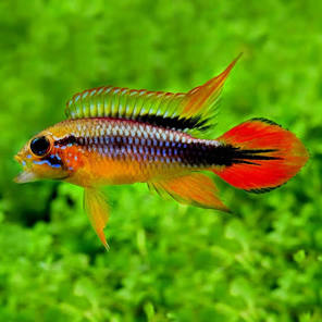Cockatoo Dwarf Cichlid (Apistogramma Cacatuoides)