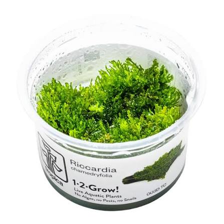 Riccardia chamedryfolia Tissue Culture