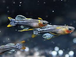 Spotted Blue-Eye Rainbowfish Aru (Pseudomugil Gertrudae)