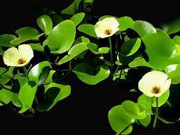 Hydrocleys nymphaeoides