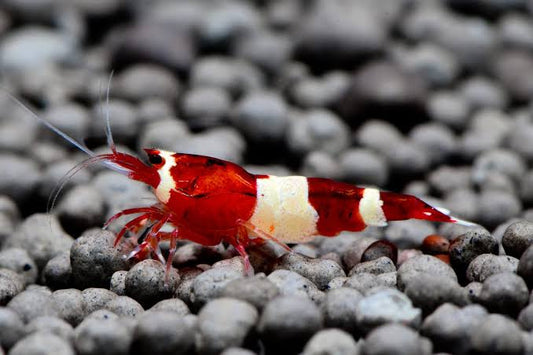 Red King Kong Panda Shrimp (Caridina cf. cantonensis)