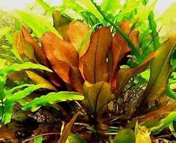 Echinodorus Small Bear