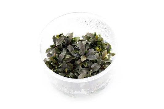 Bucephalandra Red Mini T/C CUP