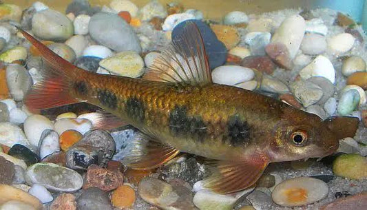 Spotted Garra (Garra spilota)