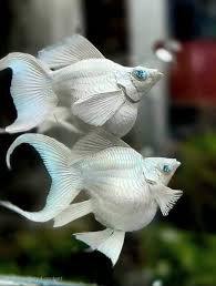 Balloon White Lyretail Molly (Poecilia sphenops)