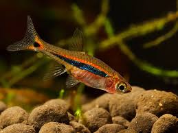 Least Rasbora (Boraras Urophthalmoides)