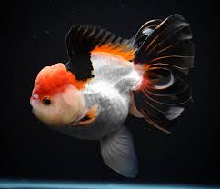 Tri Color Oranda (Carassius auratus)
