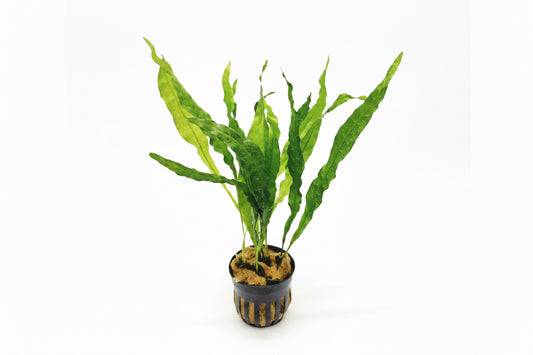 Microsorum pteropus  Soft Leaf - Java fern