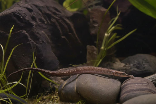 Barhead pipefish (Microphis leiaspis)