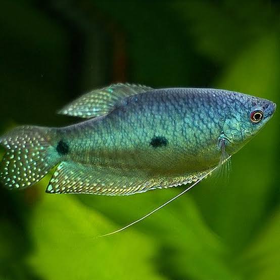 Blue Gourami (Trichopodus Trichopterus)