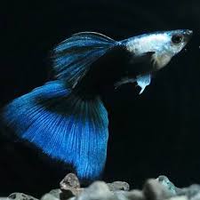 Silverado HB Blue Endler (Pair)