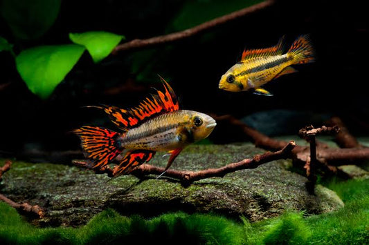 Cockatoo Dwarf Cichlid (Apistogramma Cacatuoides)
