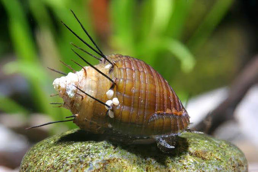 Hair Snail (Thiara Cancellata)