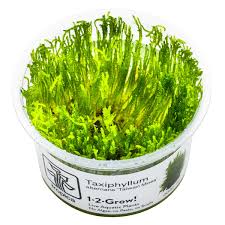 Taxiphyllum alternans 'Taiwan Moss' Tissue Culture