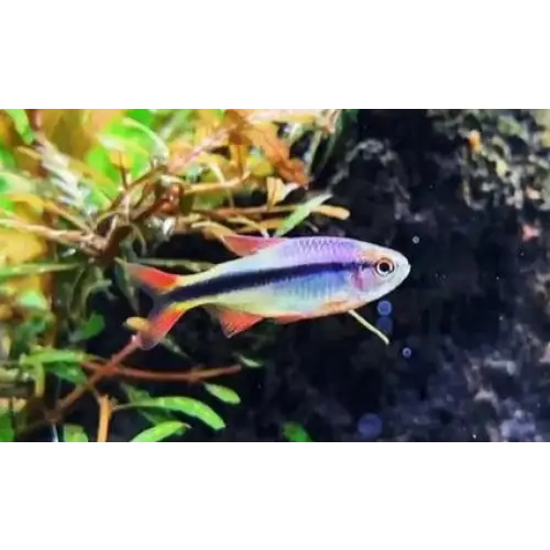Imperial Lapis Tetra(CAPTIVE BRED) -hyphessobrycon melanostichos