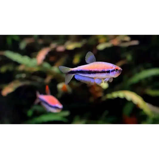 Inpaichthys cf. Kerri Tetra (Captive Breed)