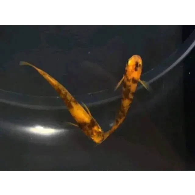 Orange Tiger Medaka Ricefish (Oryzias latipes) (Mix Grade)