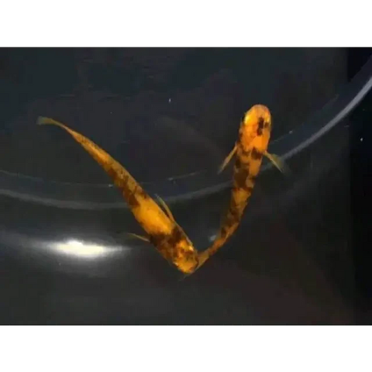 Orange Tiger Medaka Ricefish (Oryzias latipes) (Mix Grade)