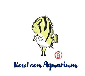 Albino Red Santa Isabel Angelfish – Aquapets ( KowloonAquarium)