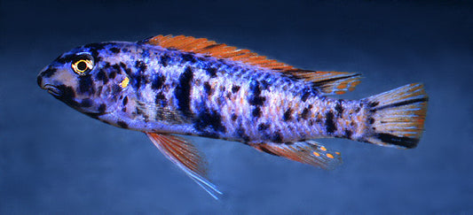 Labeotropheus trewavasae "OB"