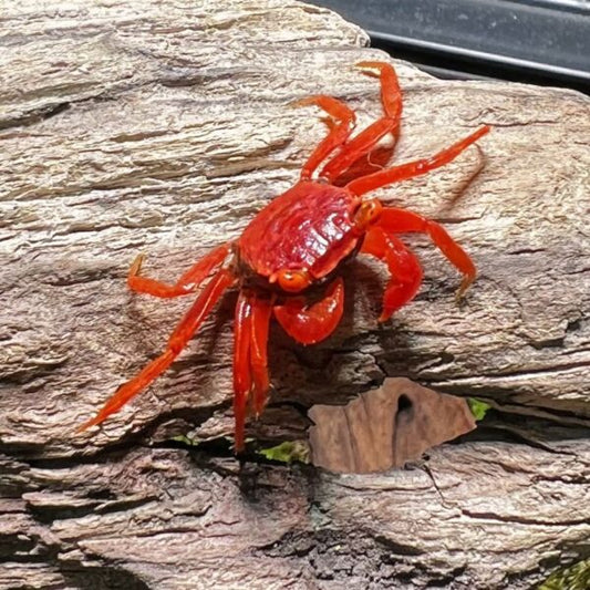 Tomato Vampire Crab (Red Ruby)