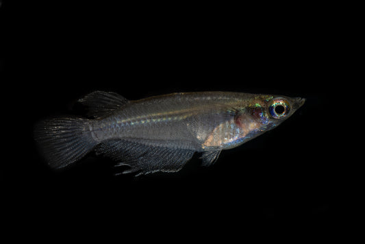 Indian Ricefish(Oryzias Dancena)