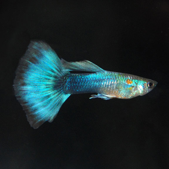 Neon blue guppy