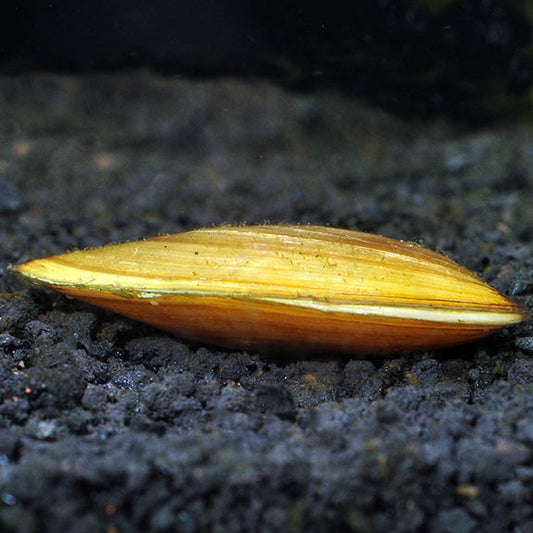 Golden Mussel