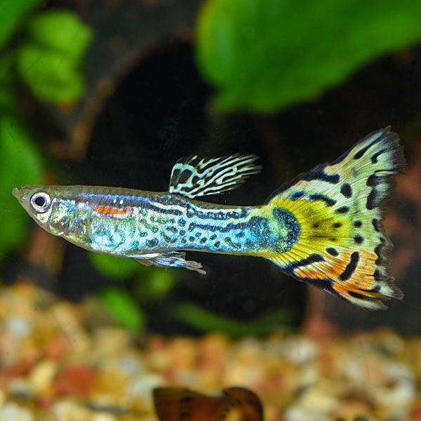 Multicolor snakeskin guppy