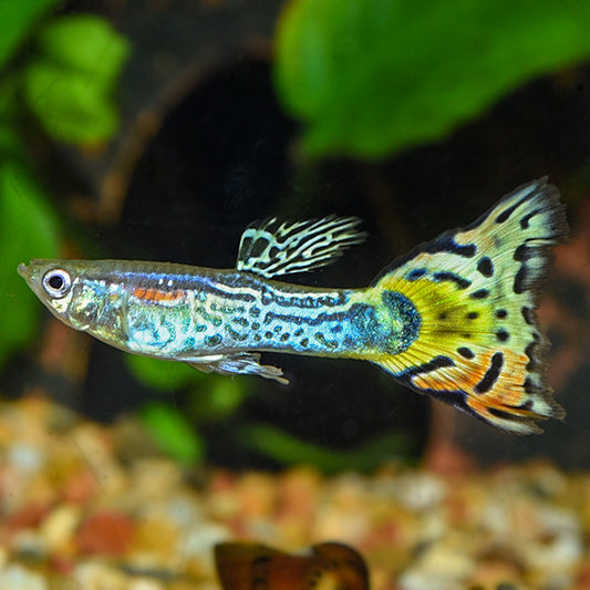 Multicolor snakeskin guppy