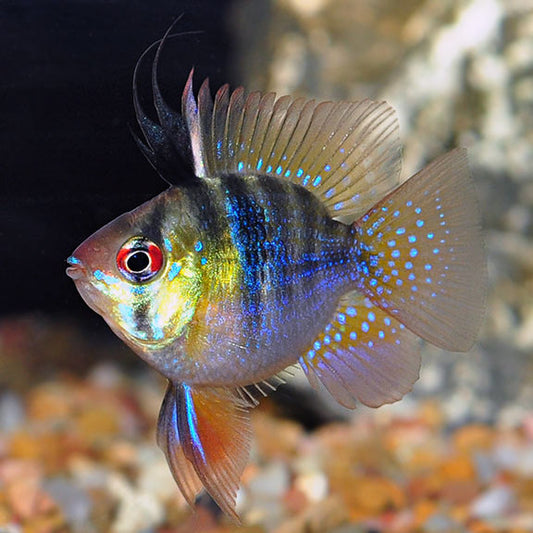 German Balloon Ram (Mikrogeophagus Ramirezi)