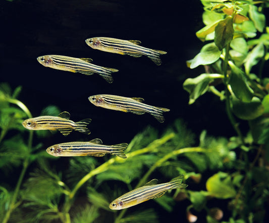 Zebra Danio