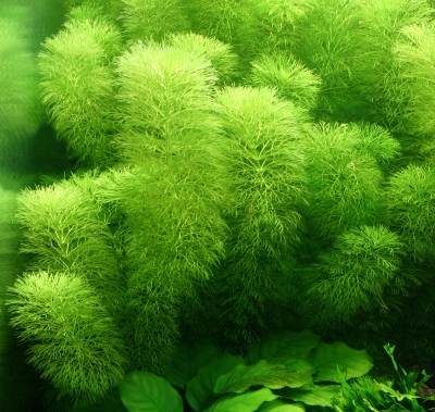 Limnophila Aquatica