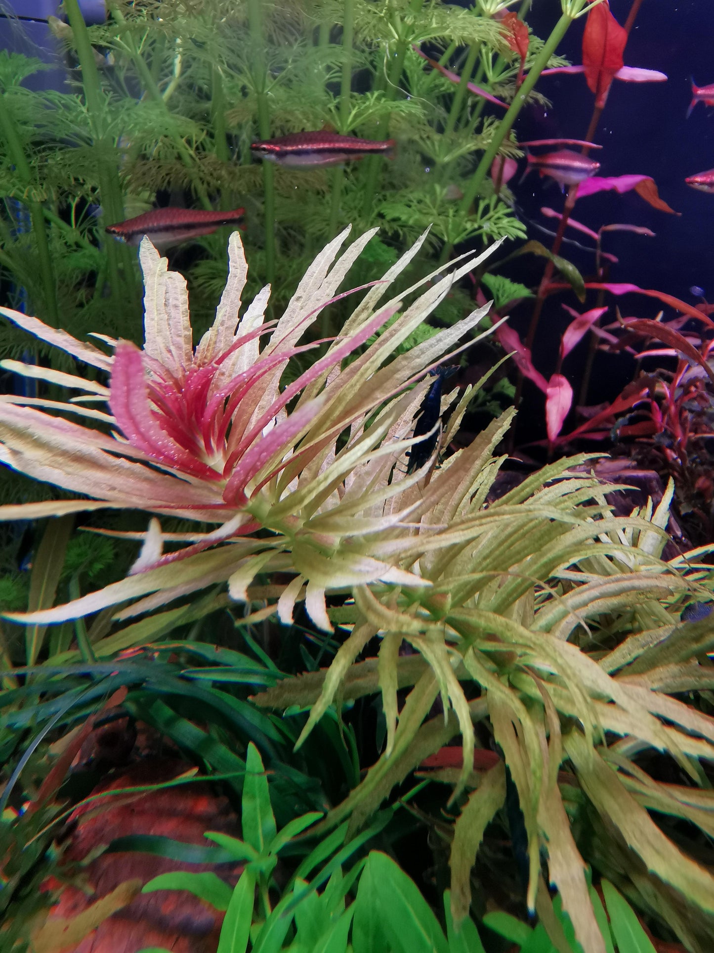 Limnophila Hippuridoides