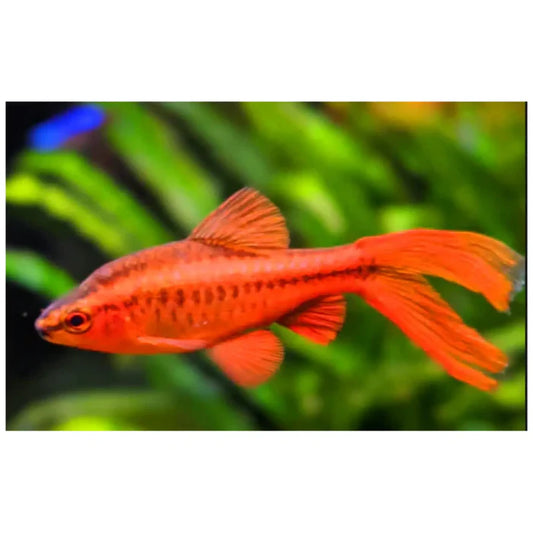 Longfin Cherry Barb (Puntius Titteya)
