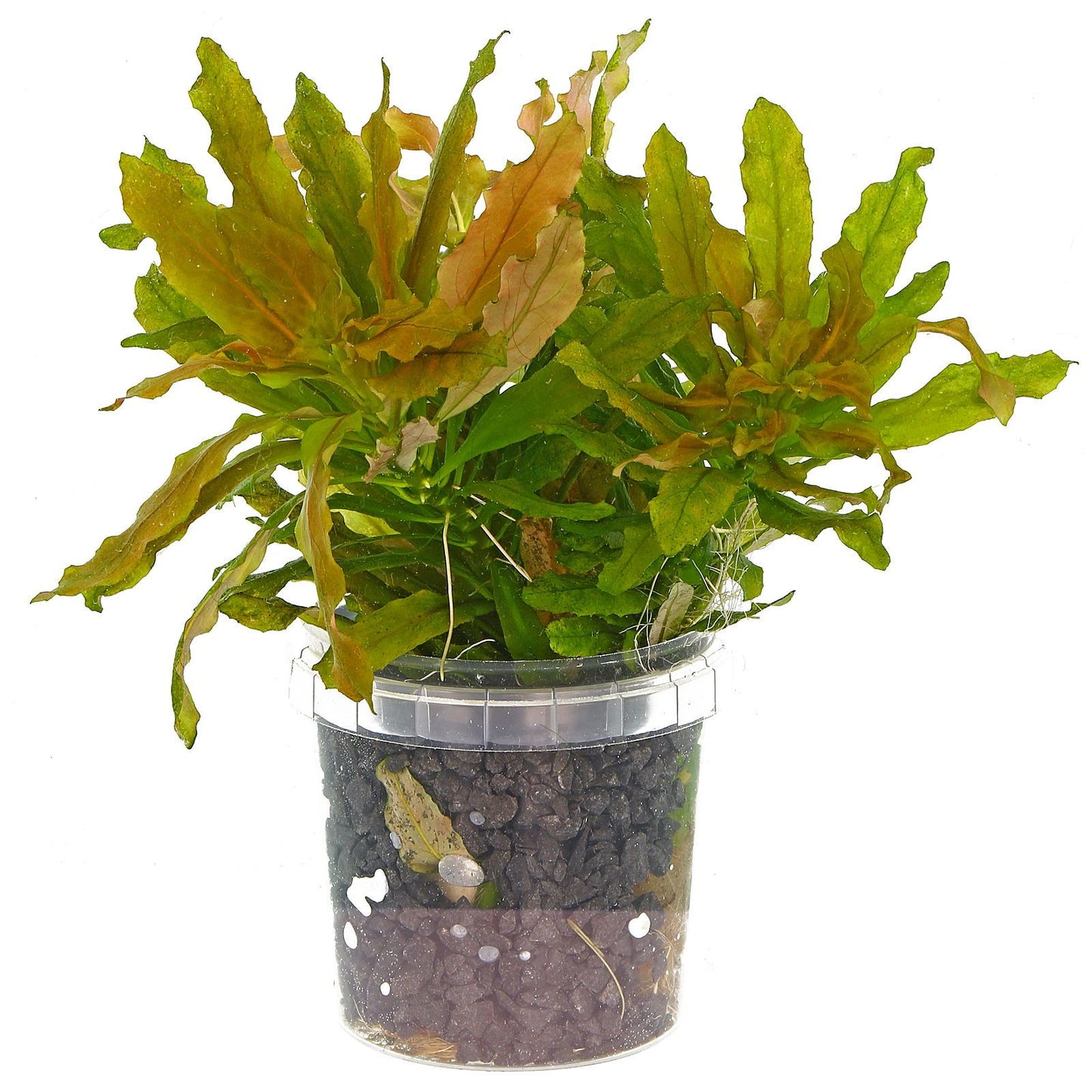 Ludwigia Sphaerocarpa