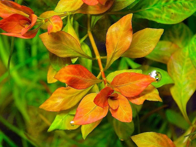 Ludwigia inclinata	 'Dark Orange'