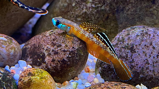 Ruby Goby Gobies – Aquapets ( KowloonAquarium)