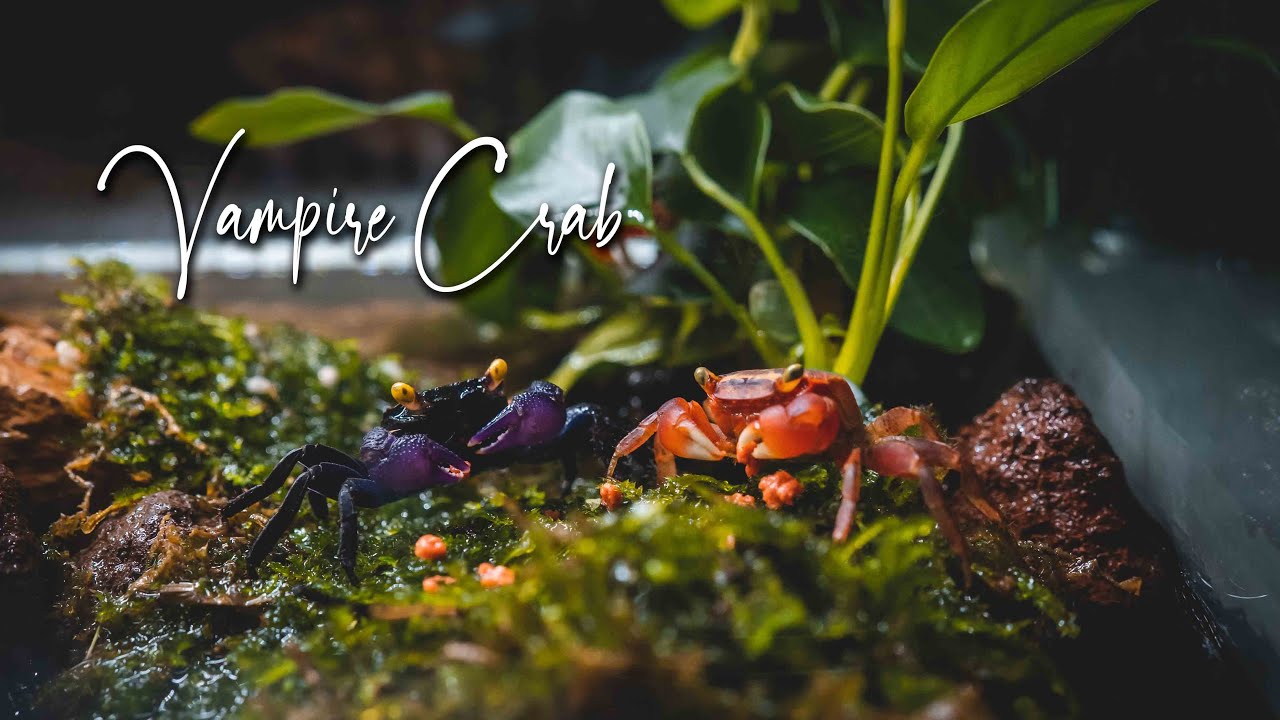 Halloween Vampire Crab (Tangerine)(Geosesarma hagen)